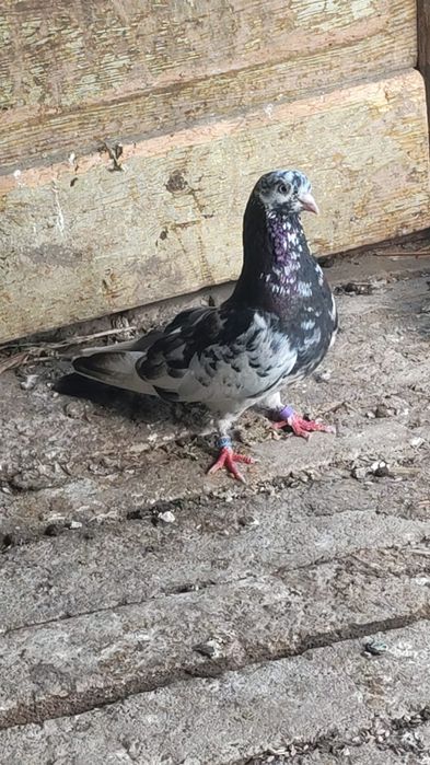 Disponibili porumbei
