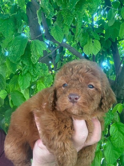 Puddel Toy Red Brown cu carnet de sănătate
