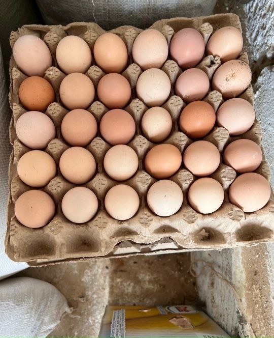 Продается домашние яйца