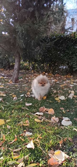 Померан Момичета с Родословие FCI