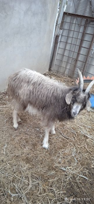 Коза самка коза самка