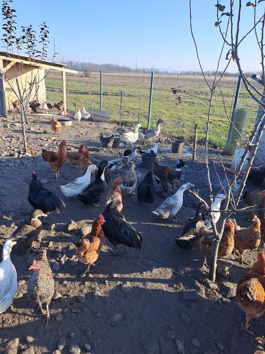 Vând rațe și 2 gâște