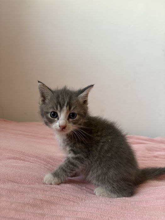 котенок котята в добрые руки