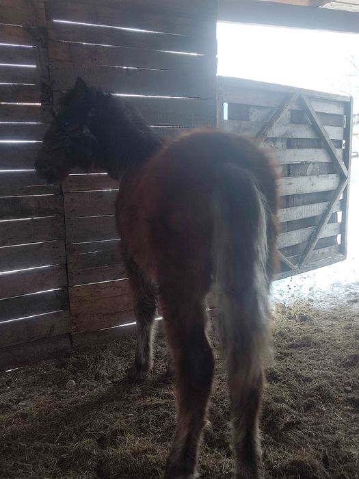 Продам жеребят две головы