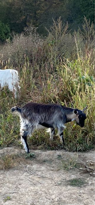 Vând capre gestante