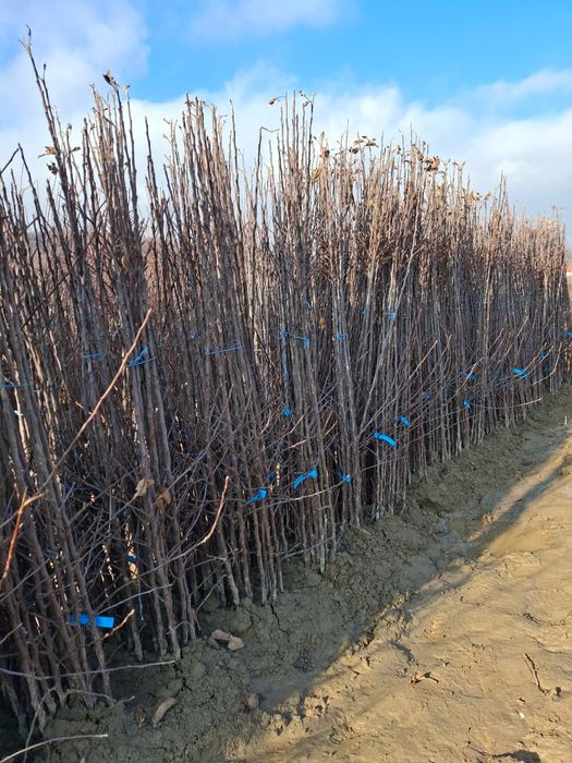 Pomi fructiferi diferite soiuri și speci