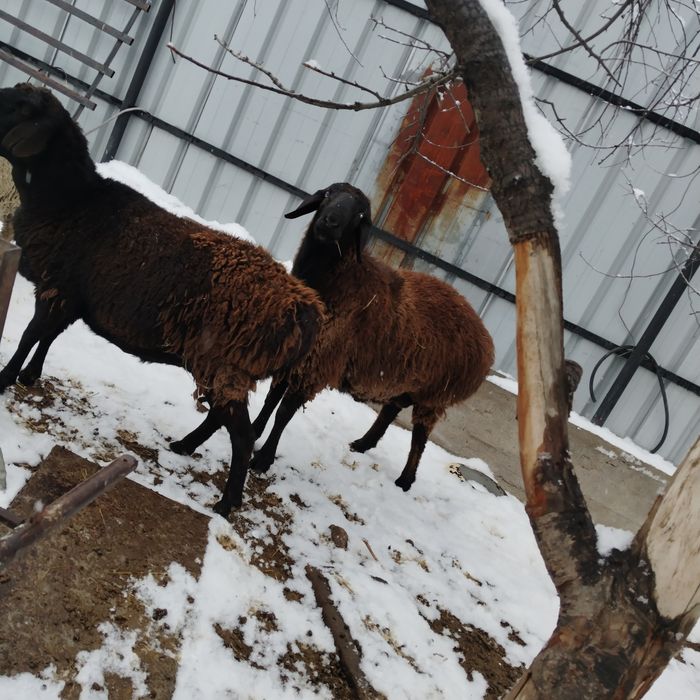 Продам кошкара ярок котеых