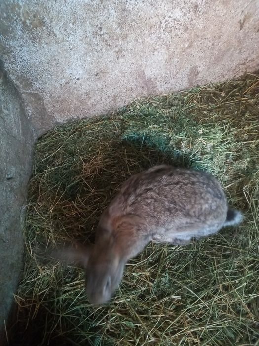 Vînd iepuri germani