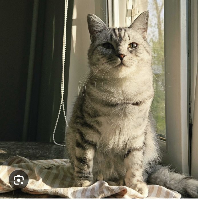 Отдам кота хорошие руки