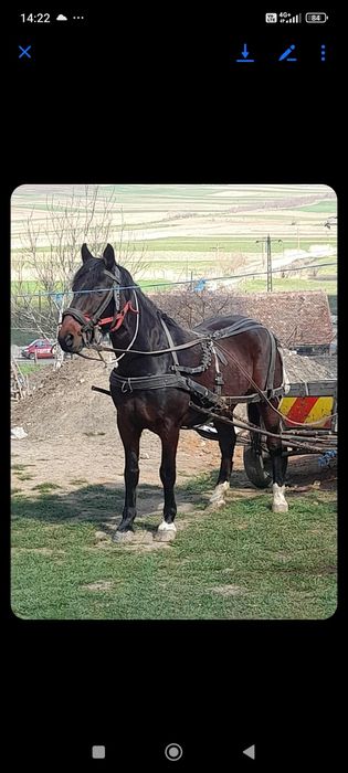 De vânzare sau schimb pe diverse