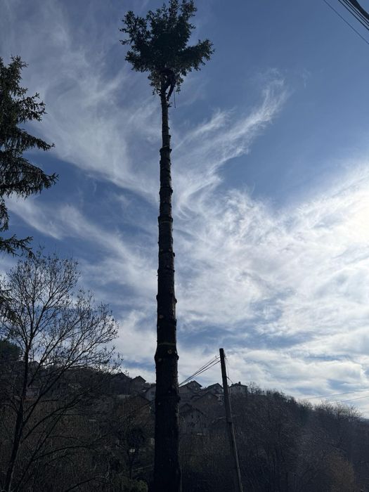 Рязане на опасни дървета, косене на трева, почистване на дворове