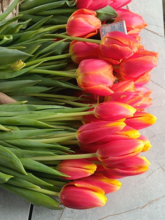 Тюльпан Крупный бутон