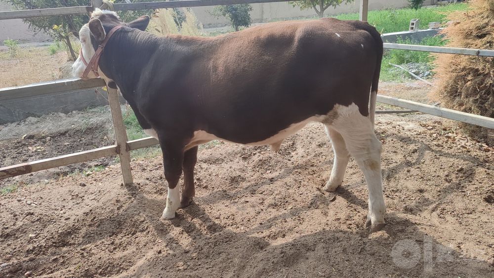 Simmental novvos