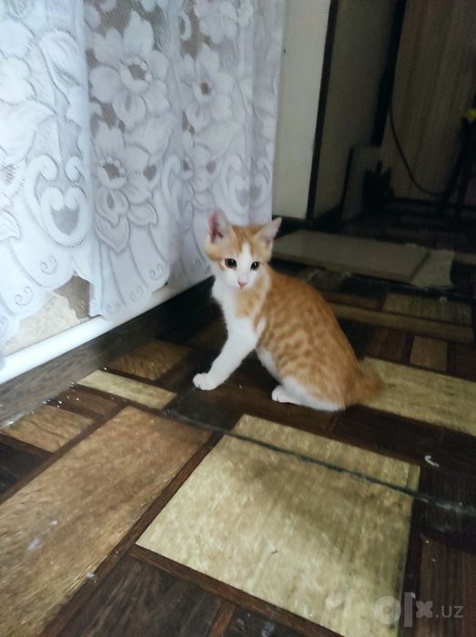 пристраиваются котятки в ответственные руки