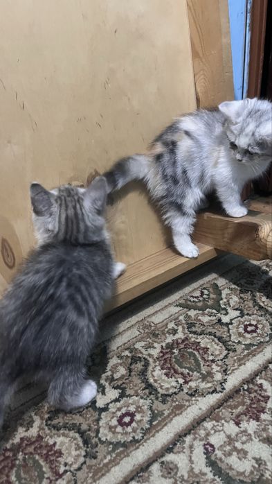 Шиншилы котята 2месяцные