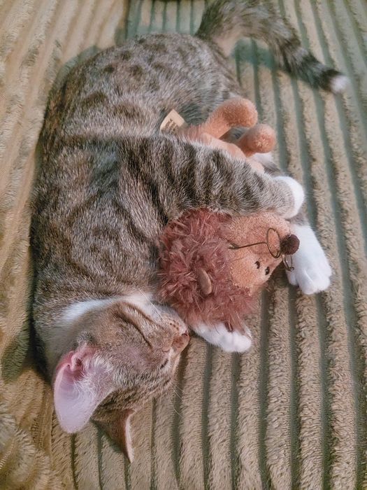 Кошка продам в хорошие руки