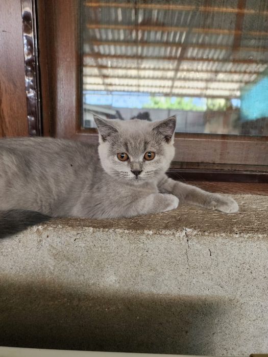 Шотландская скотиш хайлент страйт