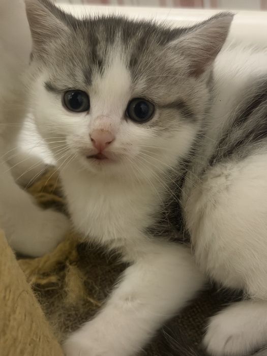 Продам котят В добрые руки