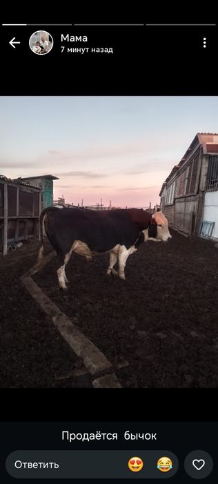 Продам бычок 2х годовалый