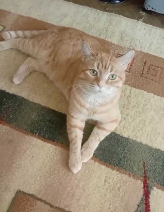 Рыжий котик ищет дом