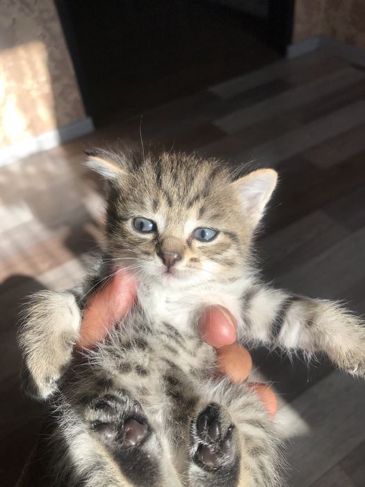 Отдам котят в хорошие руки, 3 мальчика, 1 девочка