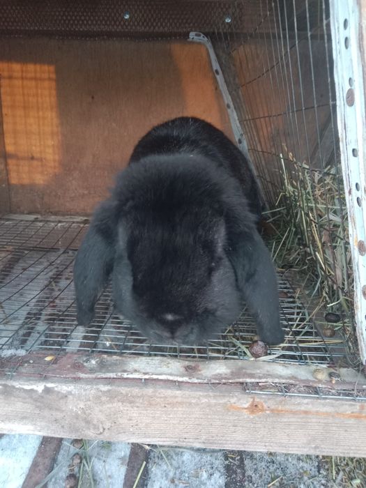 Продам кролов на племя