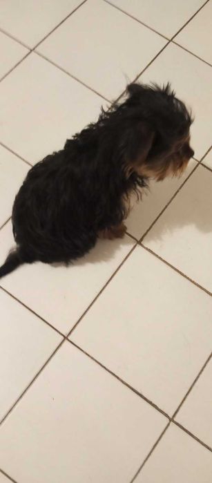 Йорки / Йоркширски Териер