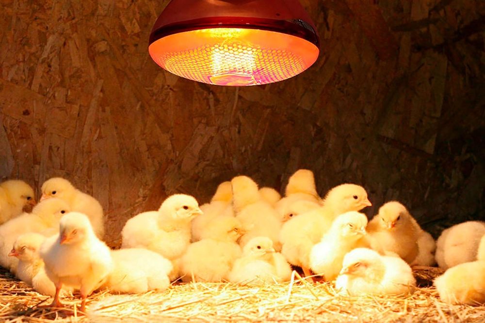 Инфракрасная лампа 100,150,200,250ватт  
Кулланиши: Товукхоналар