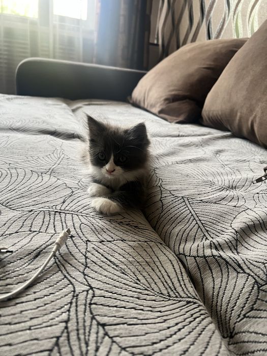 Отдам котят в добрые руки!!
