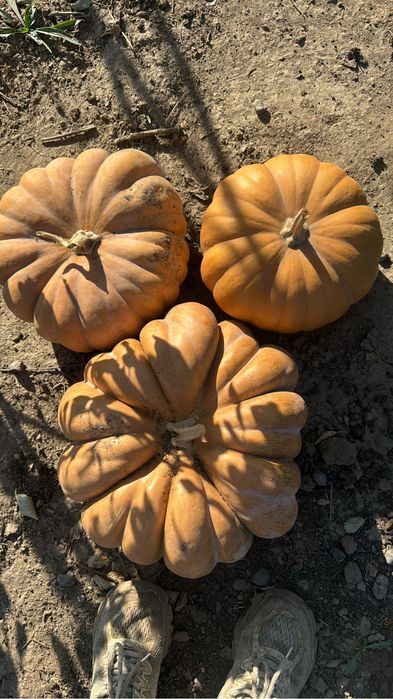 Продам! Тыкву  Американка  японка.