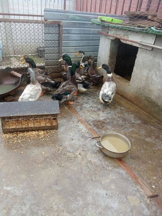 Rațe și rățoi mari de carne tineri