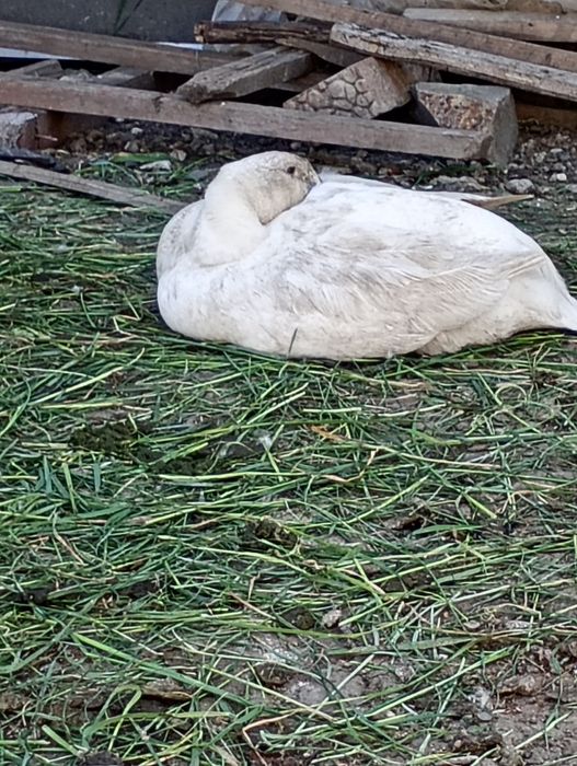vând 3 gâște,2 rațe tinere