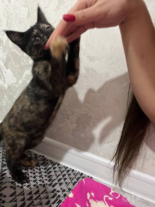 Срочно одам кошка