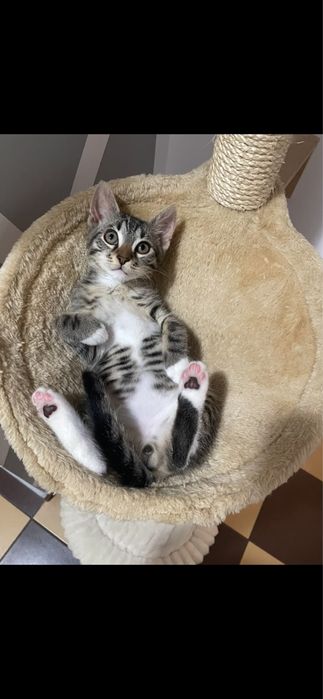Dau spre adoptie motan