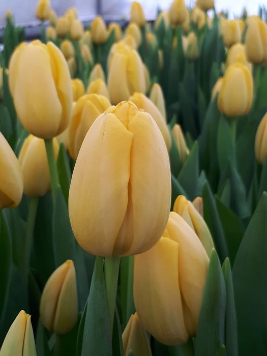 Цветы Тюлпаны оптом и розницу