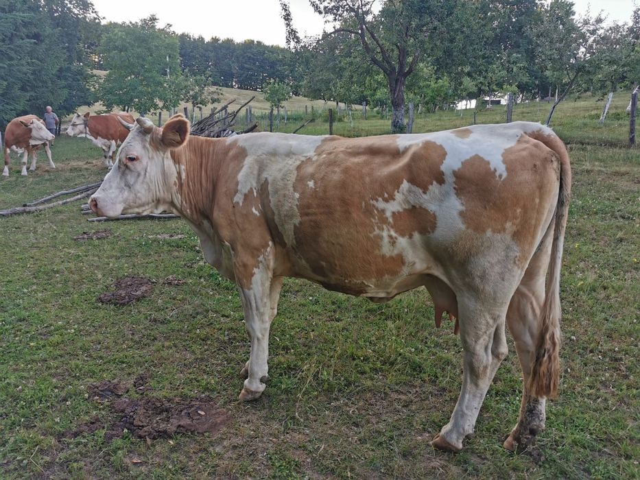 Vaca de lapte 8 ani,