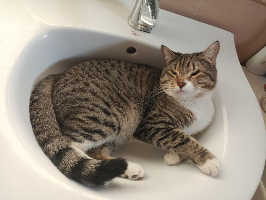 Отдам кота хорошие руки