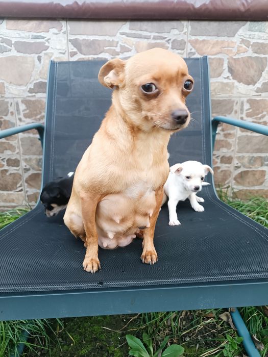 Малки пинчерчета