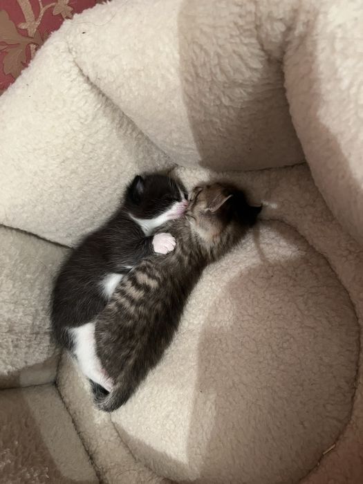 Мысык бесплатно 1 айлык