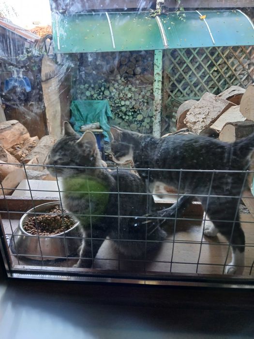 Подарявам 1 годишни котета