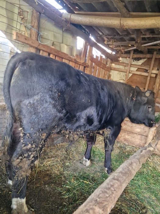 Vând taur și juncă!
