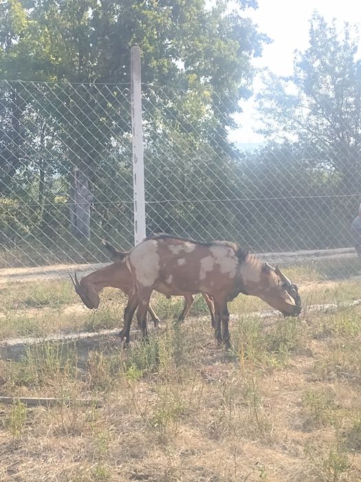 Țap alpin& anglonubian