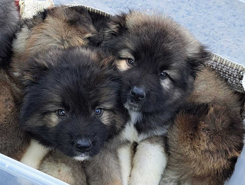 Щенки Кавказкой Овчарки