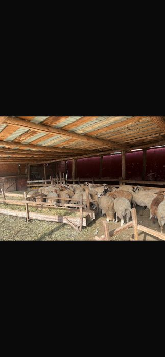 Miei de vânzare foarte frumoși