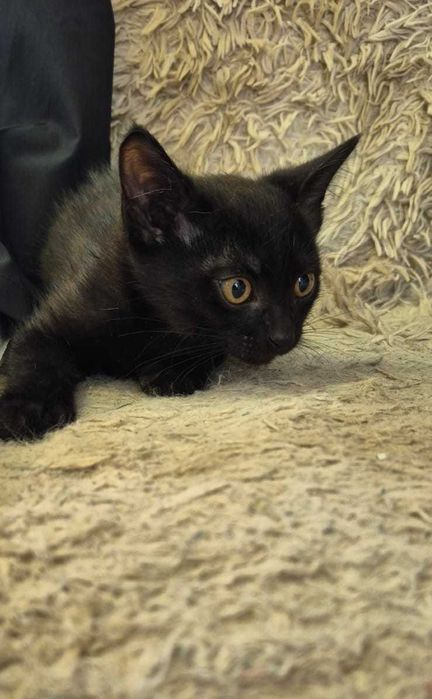 Котенок 2 мес ищет дом