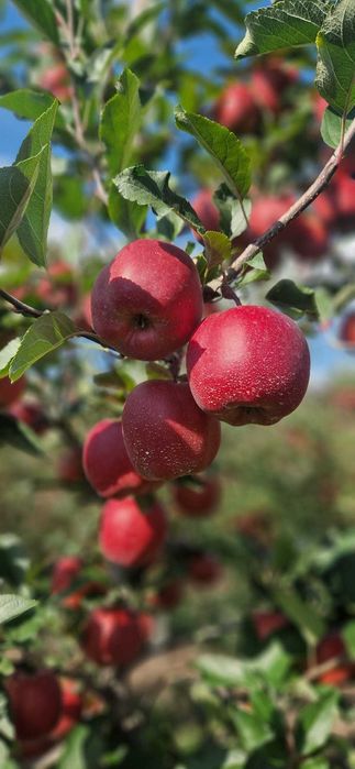 Mere Gala Buckeye, mărimea 65+, direct din Republica Moldova