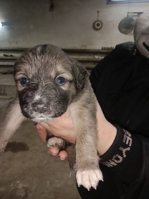 Бесплатно  щенки