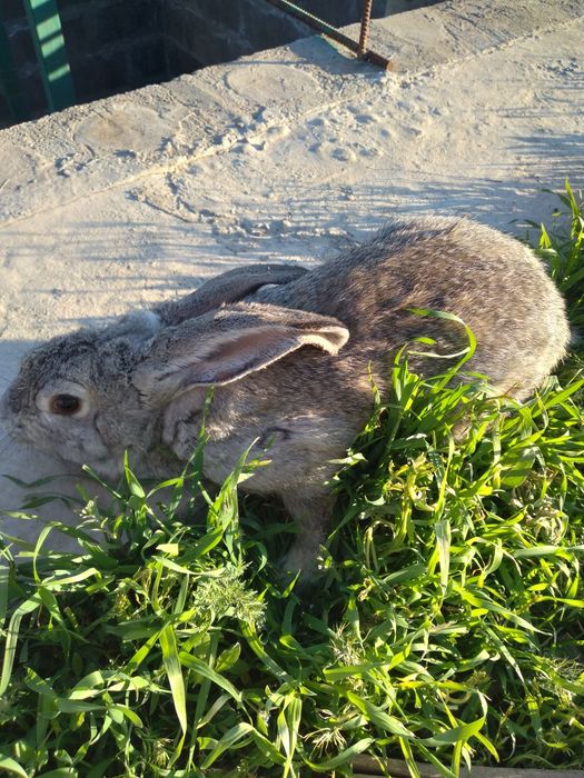 Еркек қоян срочно сатылады