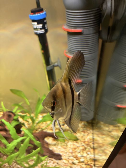 Аквариум EHEIM 126 литра напълно оборудван