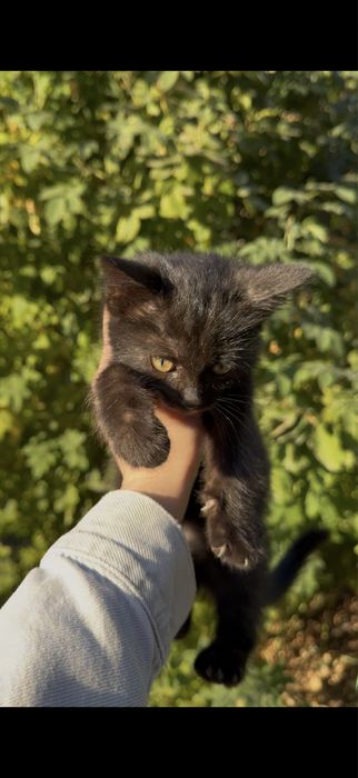 Отдадим котенка в добрые руки